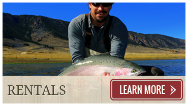 Man holds a large rainbow trout while fly fishing