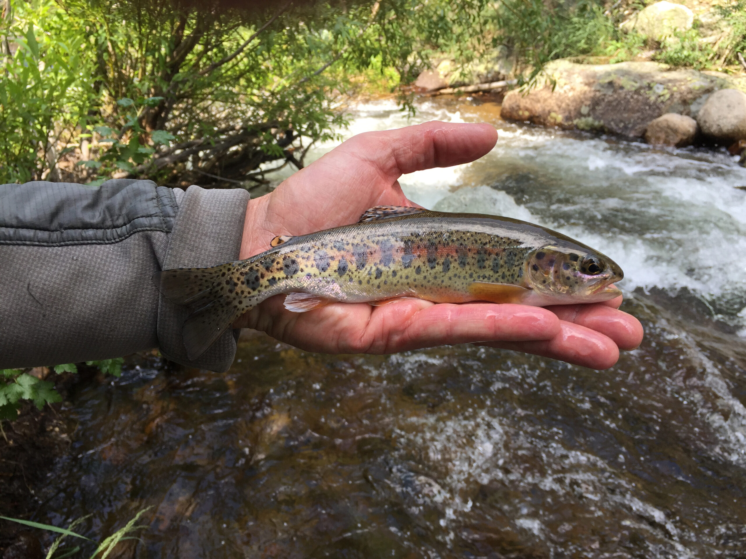 Difference Between Wet and Dry Flies Dry Flies vs. Wet Flies