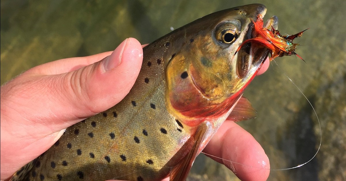 Best Lakes For Fly Fishing in Rocky Mountain National Park | Kirk's Fly Shop