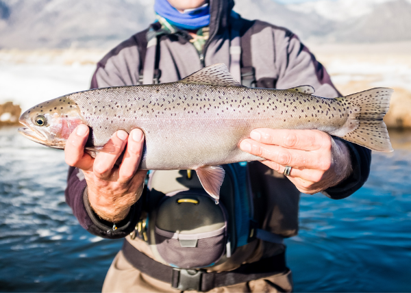 Winter fly fishing Estes Park Man holds rainbow trout while winter fly fishing