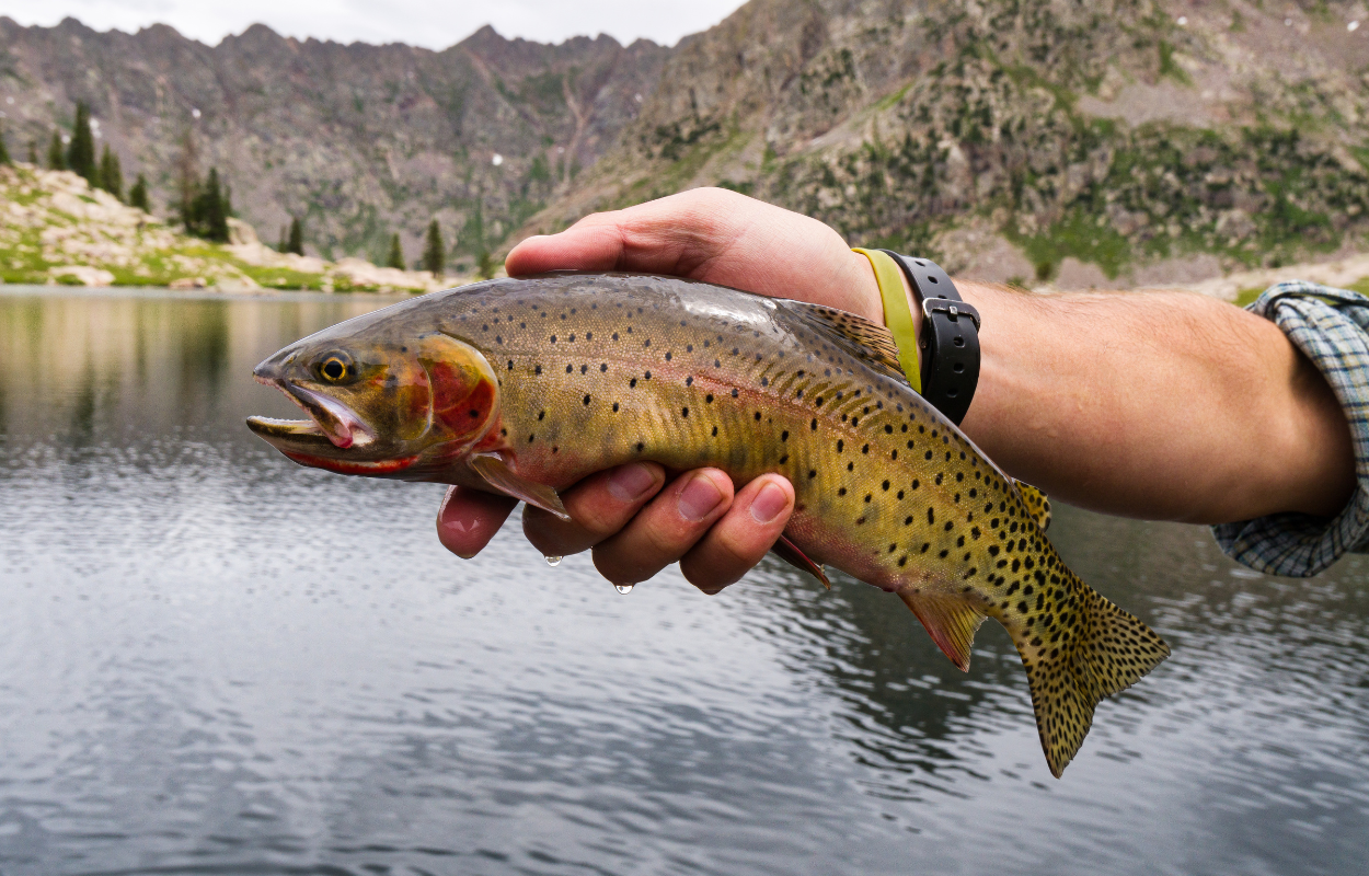 Trout fisheries near me discount