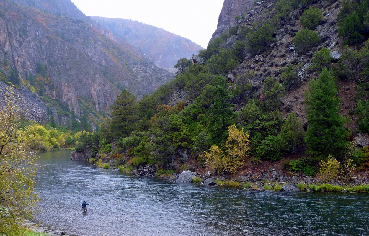 Man stands in the Gunnison River for fly fishing to Rainbow Trout