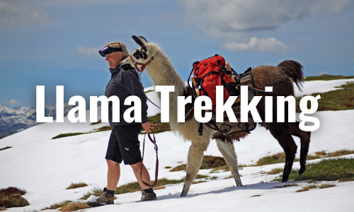 hiker leads a llama on a hike in the mountains of colorado