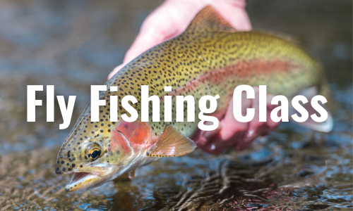 rainbow trout held in the water