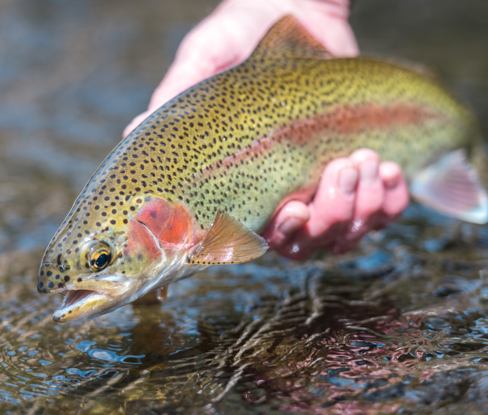 Angler holds Rainbow Trout above water before releasing