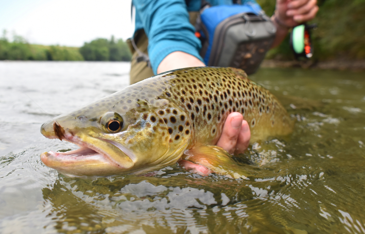 man holds brown trout caught on a dry fly while fly fishing
