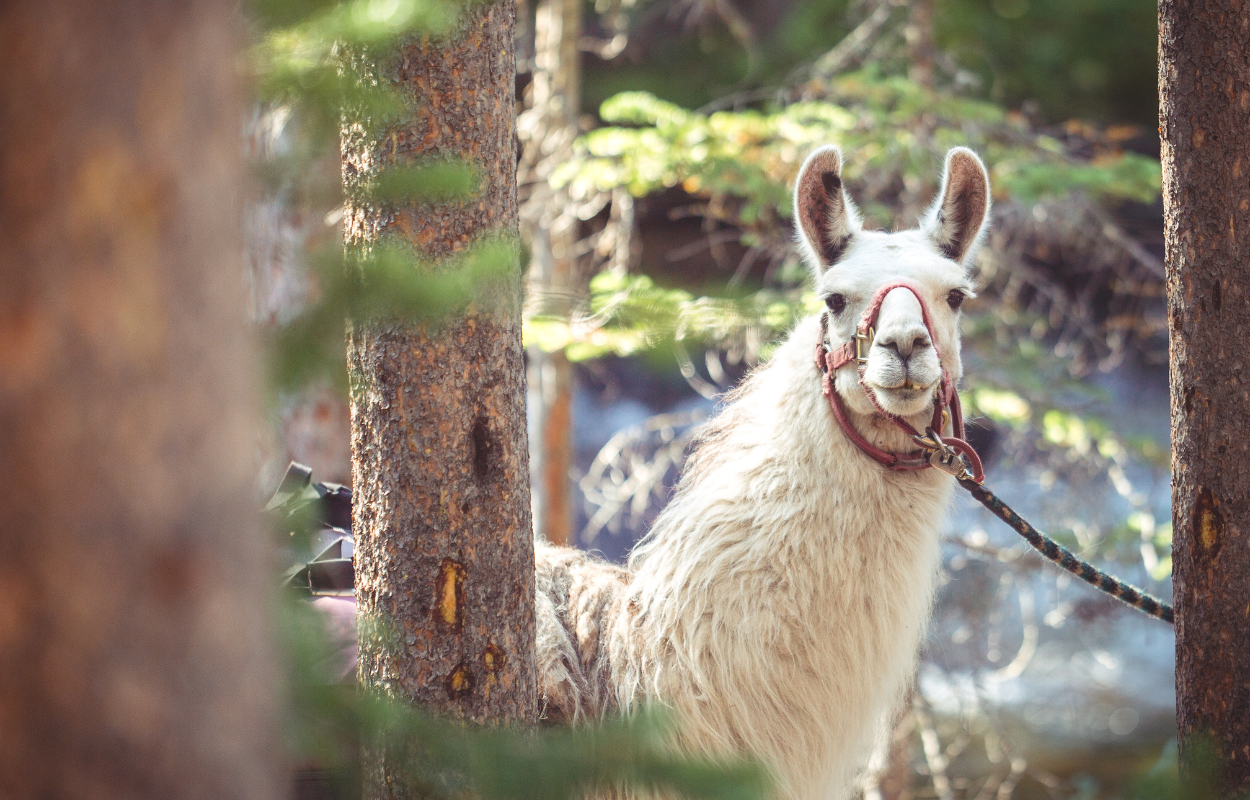 white llama behind a tree looks at the camera for a photo while on a Colorado llama hike