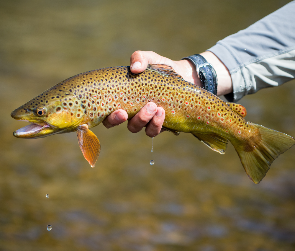 a fly fisher holds a brown trout above water while fly fishing in Colorado