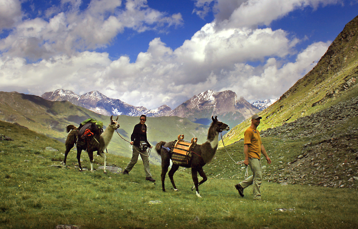 two hikers walk their pack llamas through the mountains