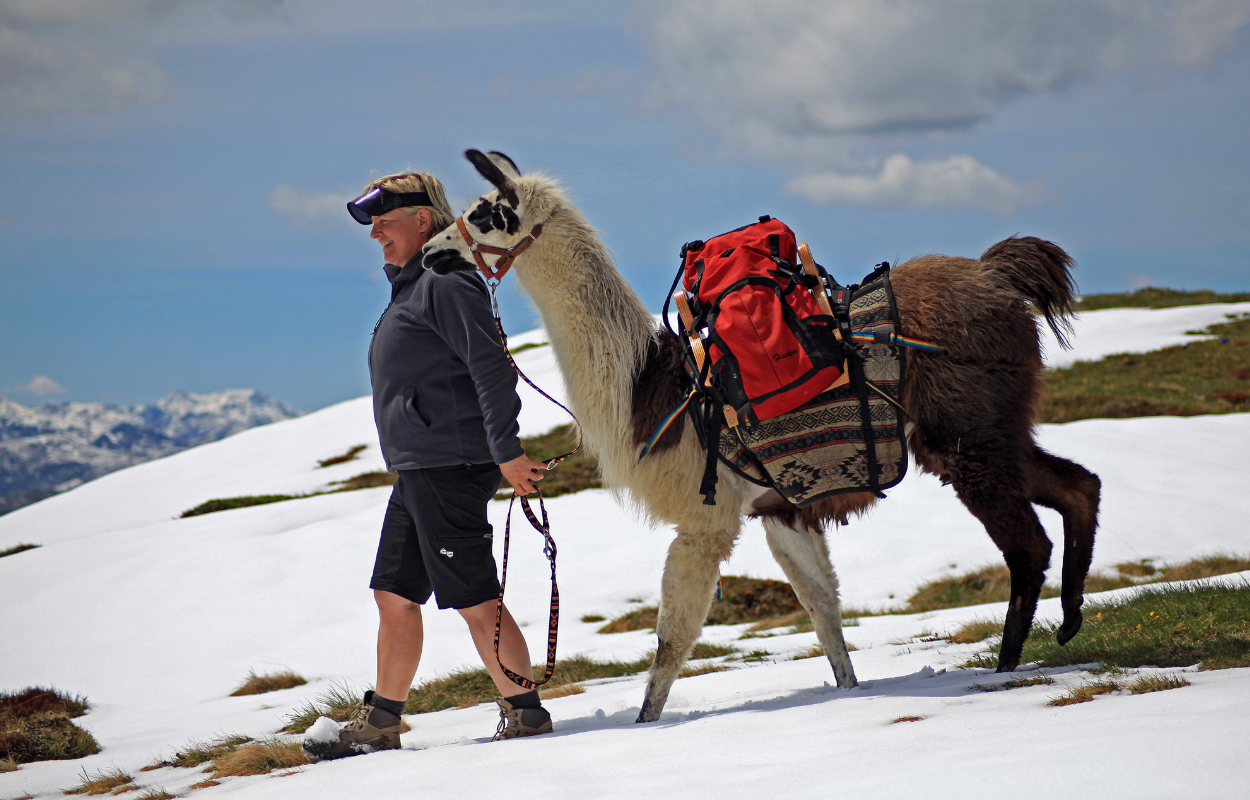 woman walks a llama across a snowfield in Rocky Mountain National Park