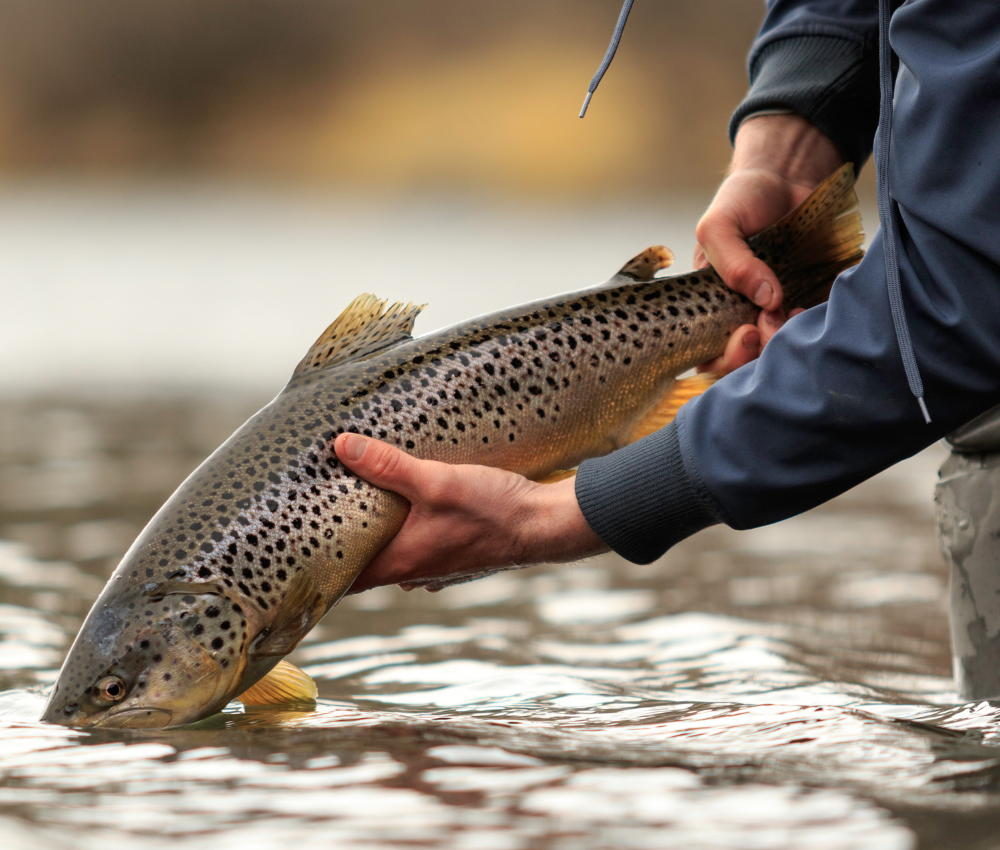 fly angler holds a large brown trout above water before releasing