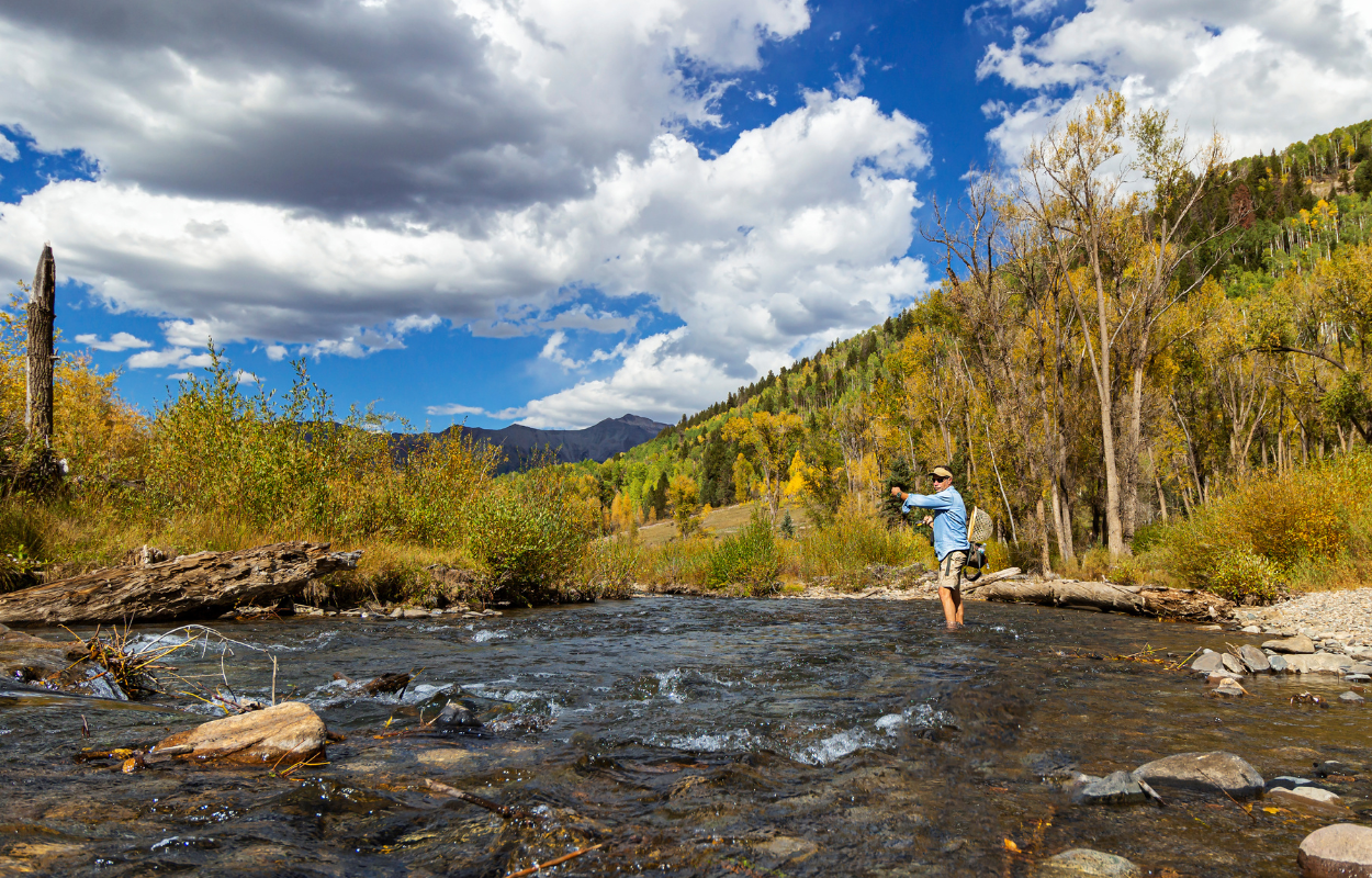 man fly fishes on a fast moving river with yellow larches in the background