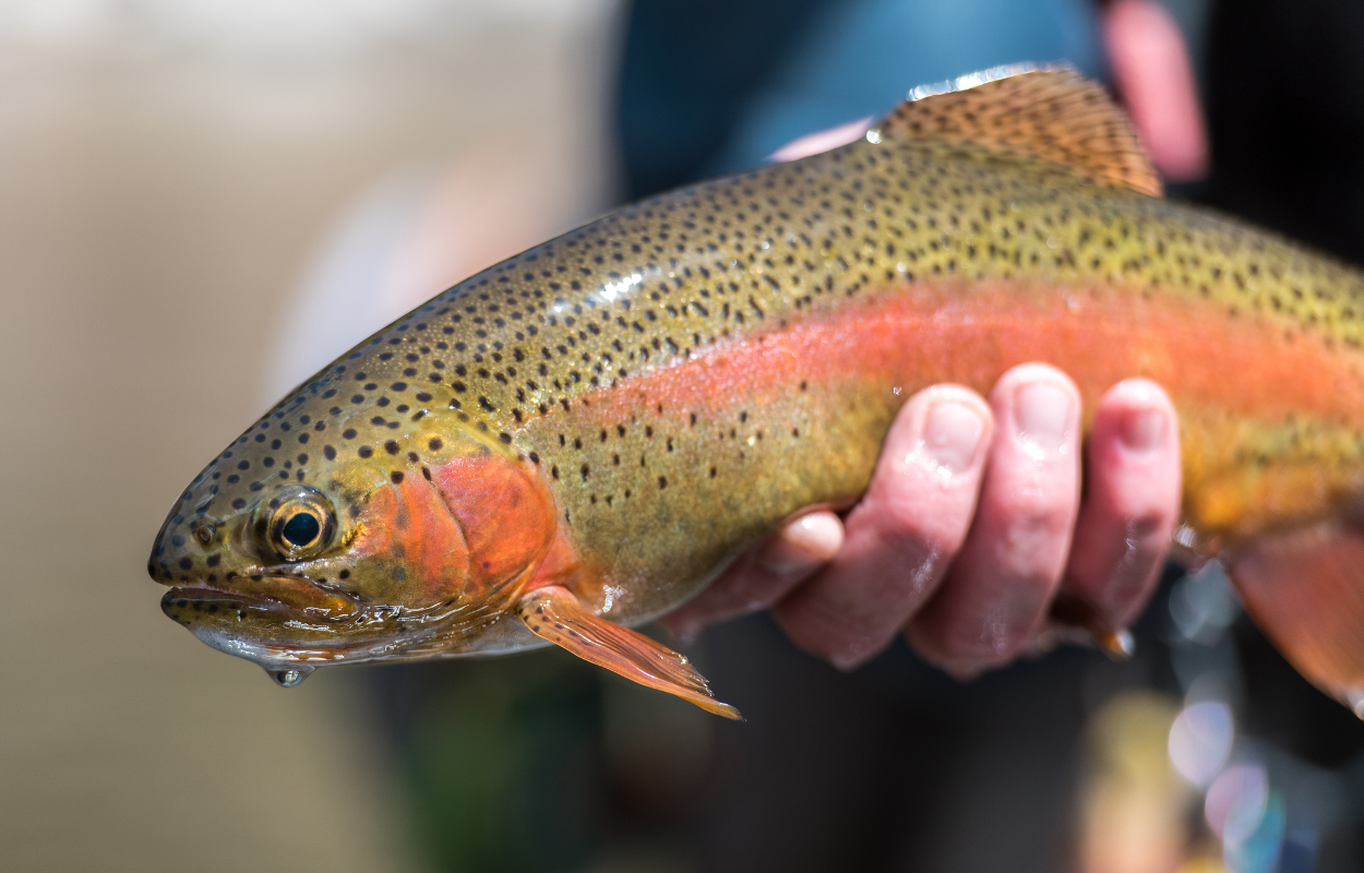 Large rainbow trout with vibrant red stripe in an angler's hand