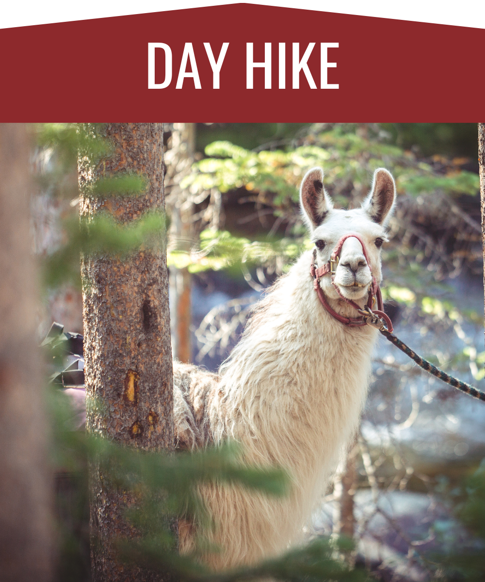 a white llama peaks out behind a pine tree