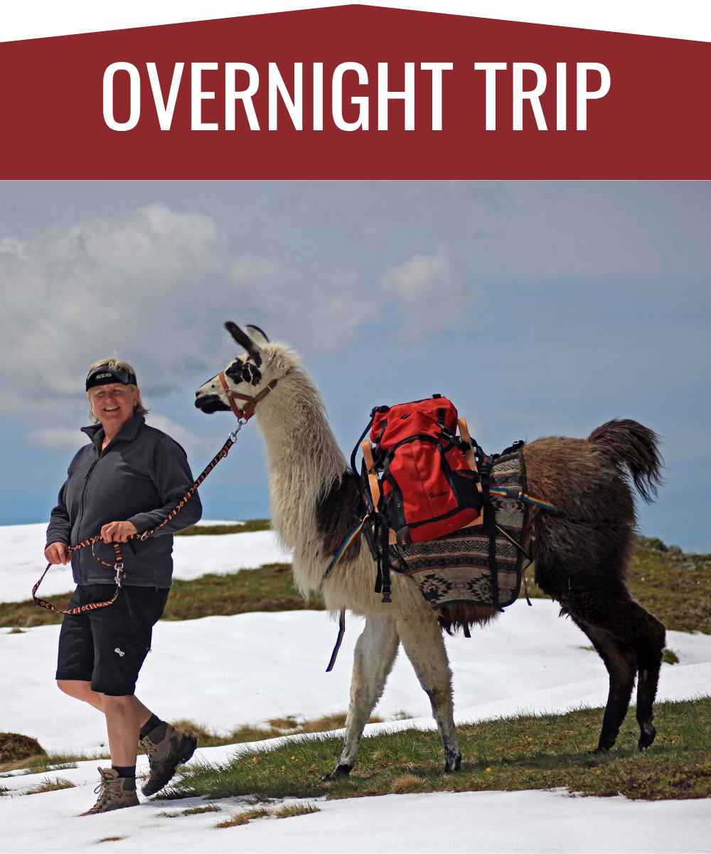 a woman and llama hike through the snow