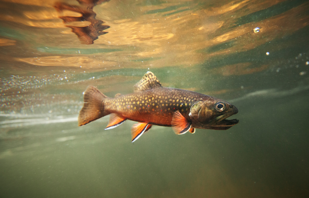 a brook trout swims underwater