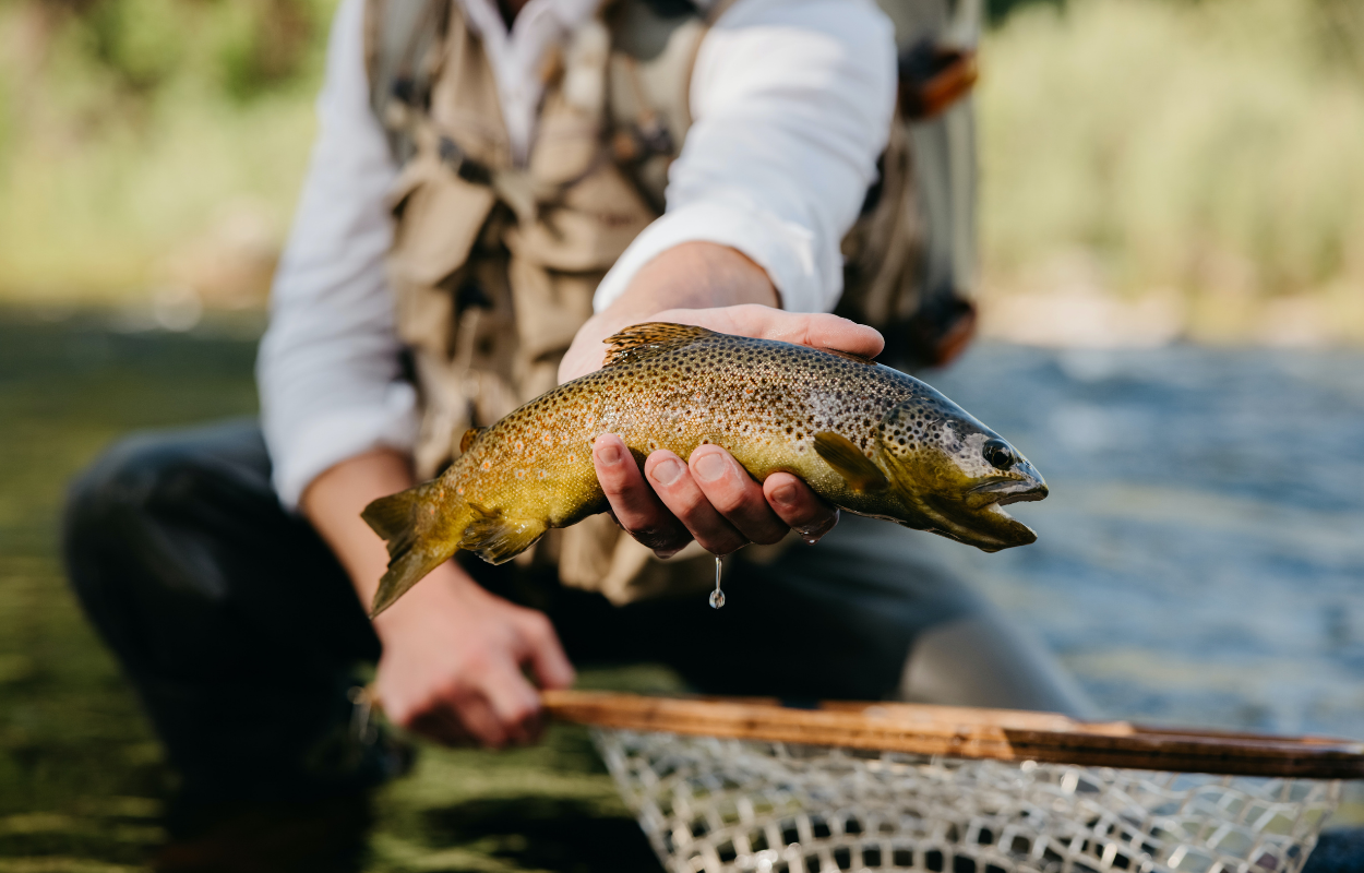 angler holds a brown trout above a net