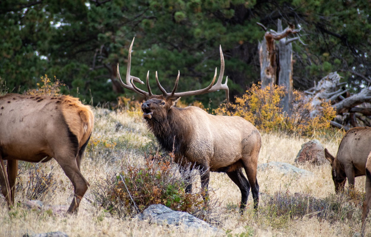 a rocky mountain elk bugles with two other females near him
