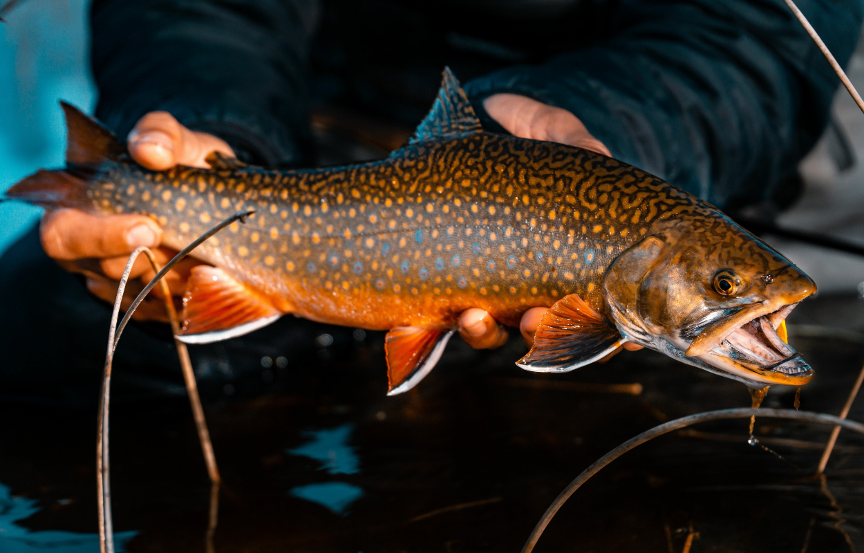 angler holds a large brook trout above the water