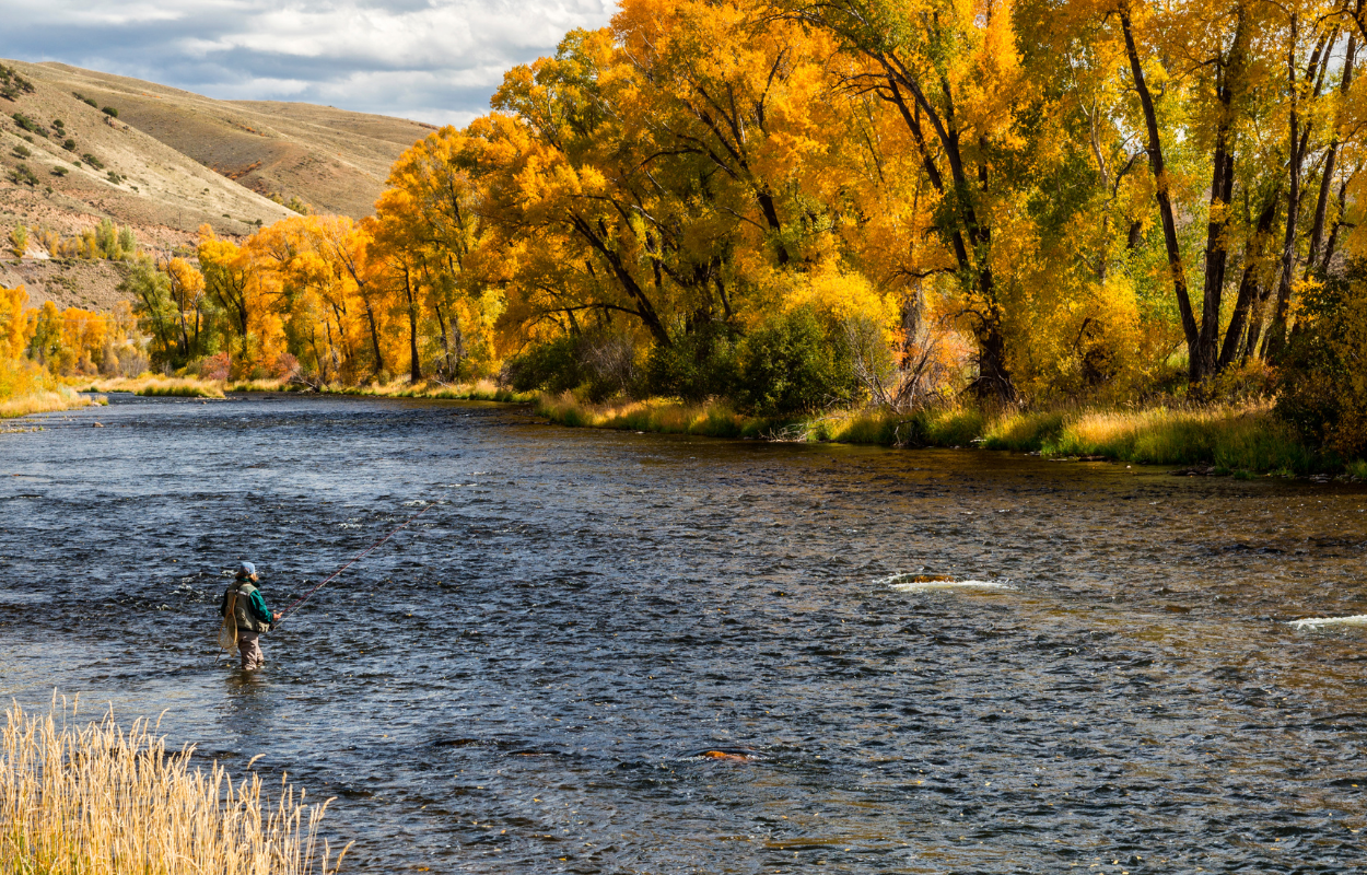 angler stands in the Colorado River in fall with yellow trees on banks