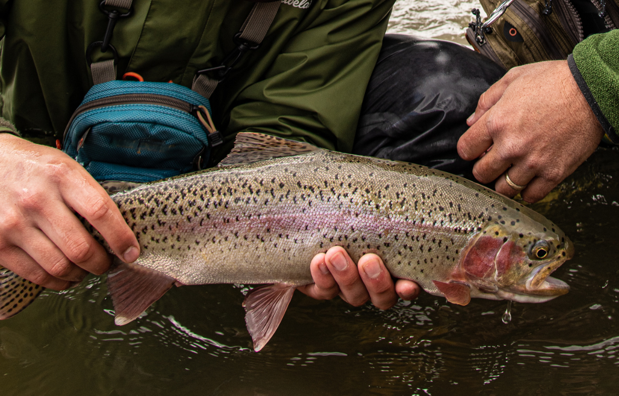 angler holds rainbow trout above water