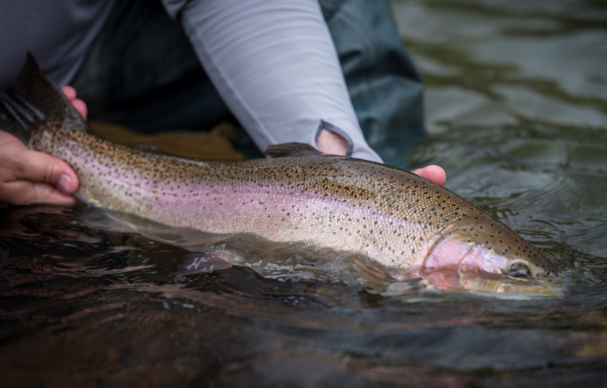 angler holds a large rainbow trout at the surface of the water