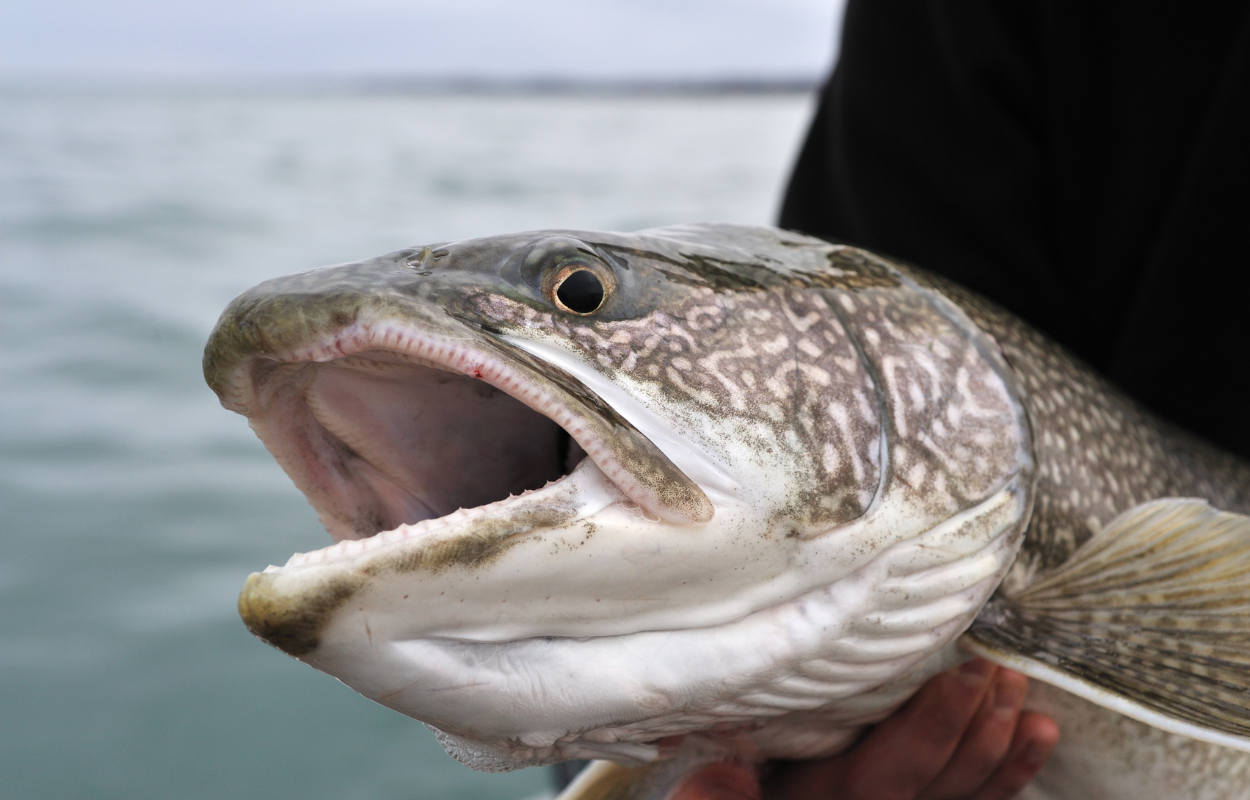 the face of a lake trout being held by an angler