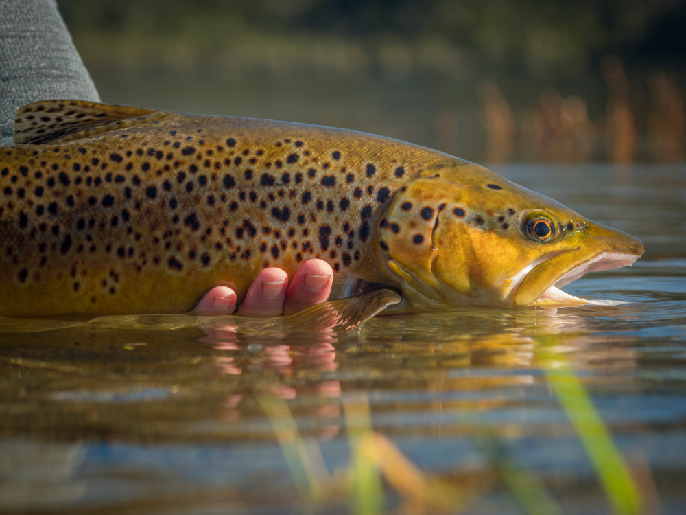 Top 8 Places for Fly Fishing Near Denver Kirks