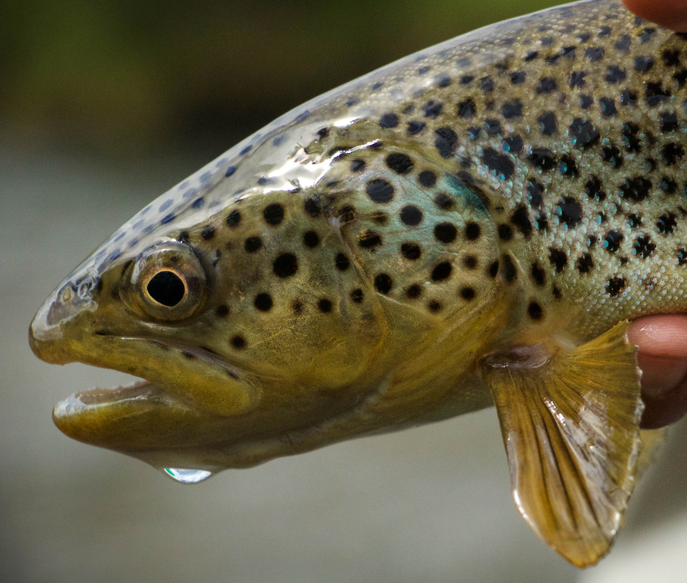 grandpas retreat brown trout