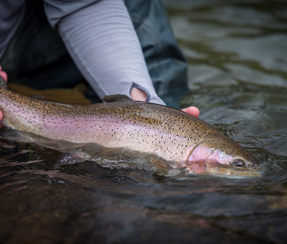 lower lot rainbow trout