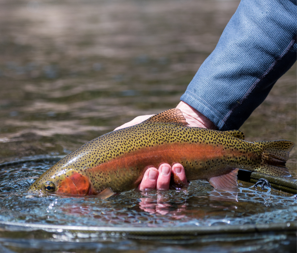 private water waterdale ranch trout