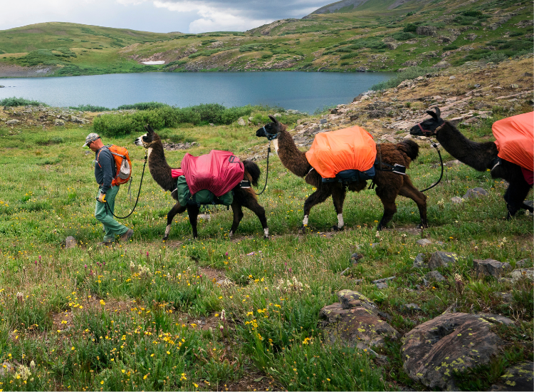 man guides three llamas through a mountain meadow