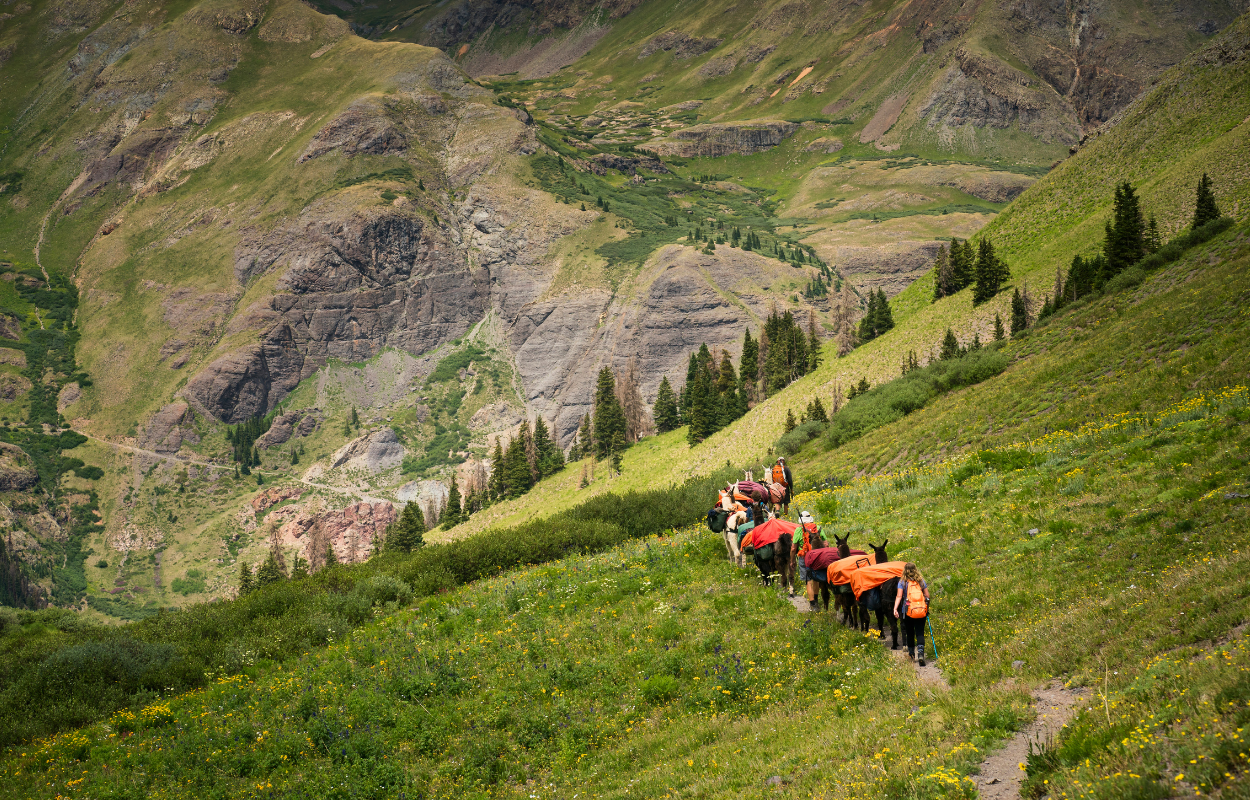 a group of hikers with llamas hike on a trail in rocky mountain national park