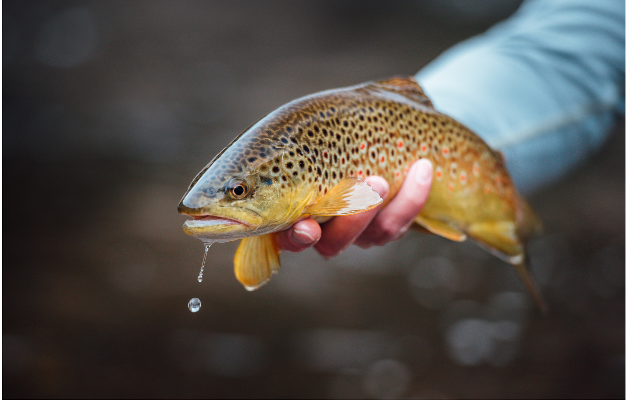 The Ultimate Guide to Fall Fly Fishing Success in Estes Park Kirks