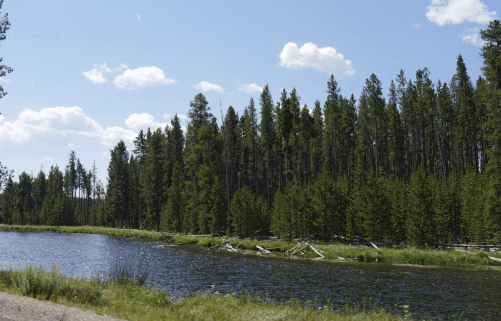 Yellowstone river in montana. 