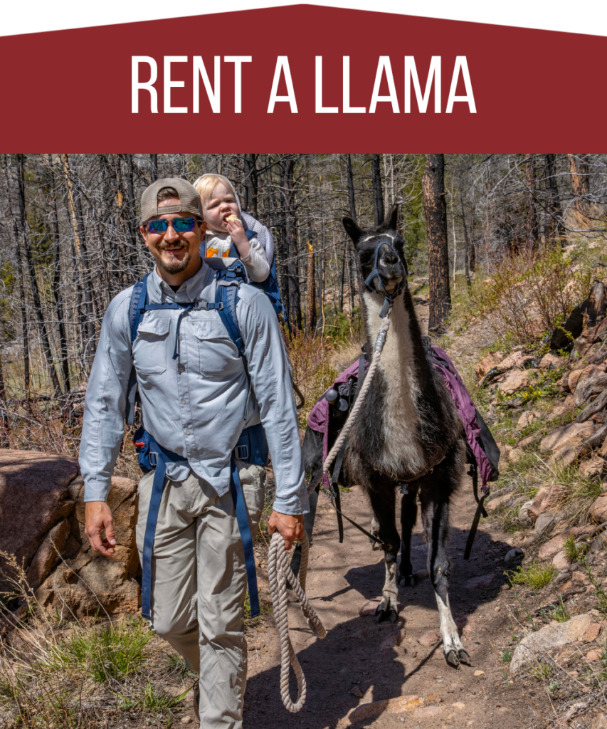 A man with a baby on his bike hikes with a llama