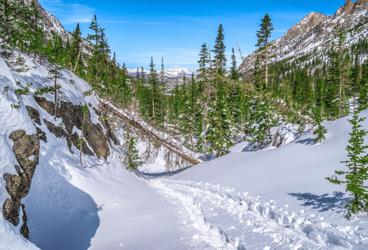 A snowshoe trail winds though a forested snowy area.