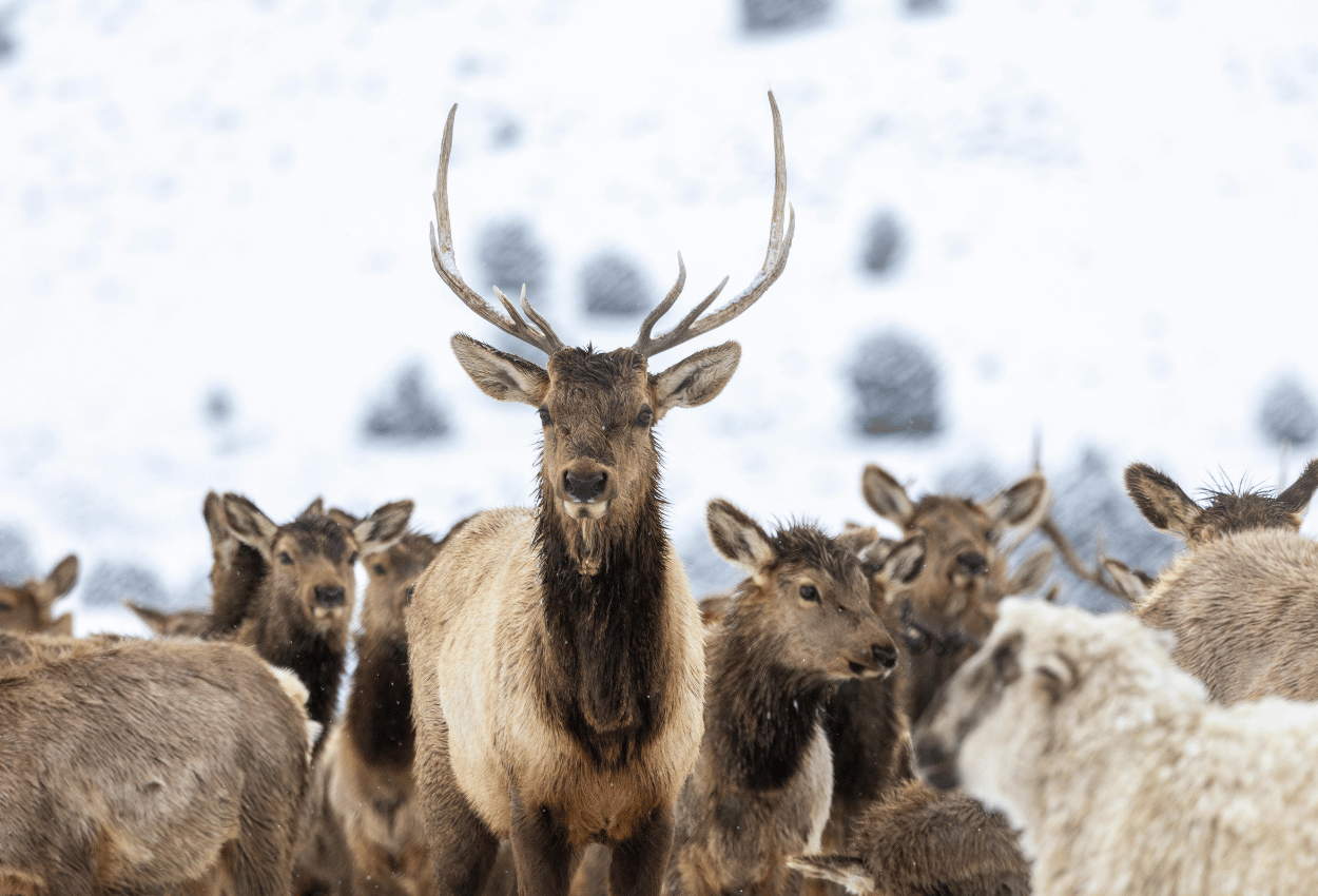 A bull elk within a larger herd of female elk.