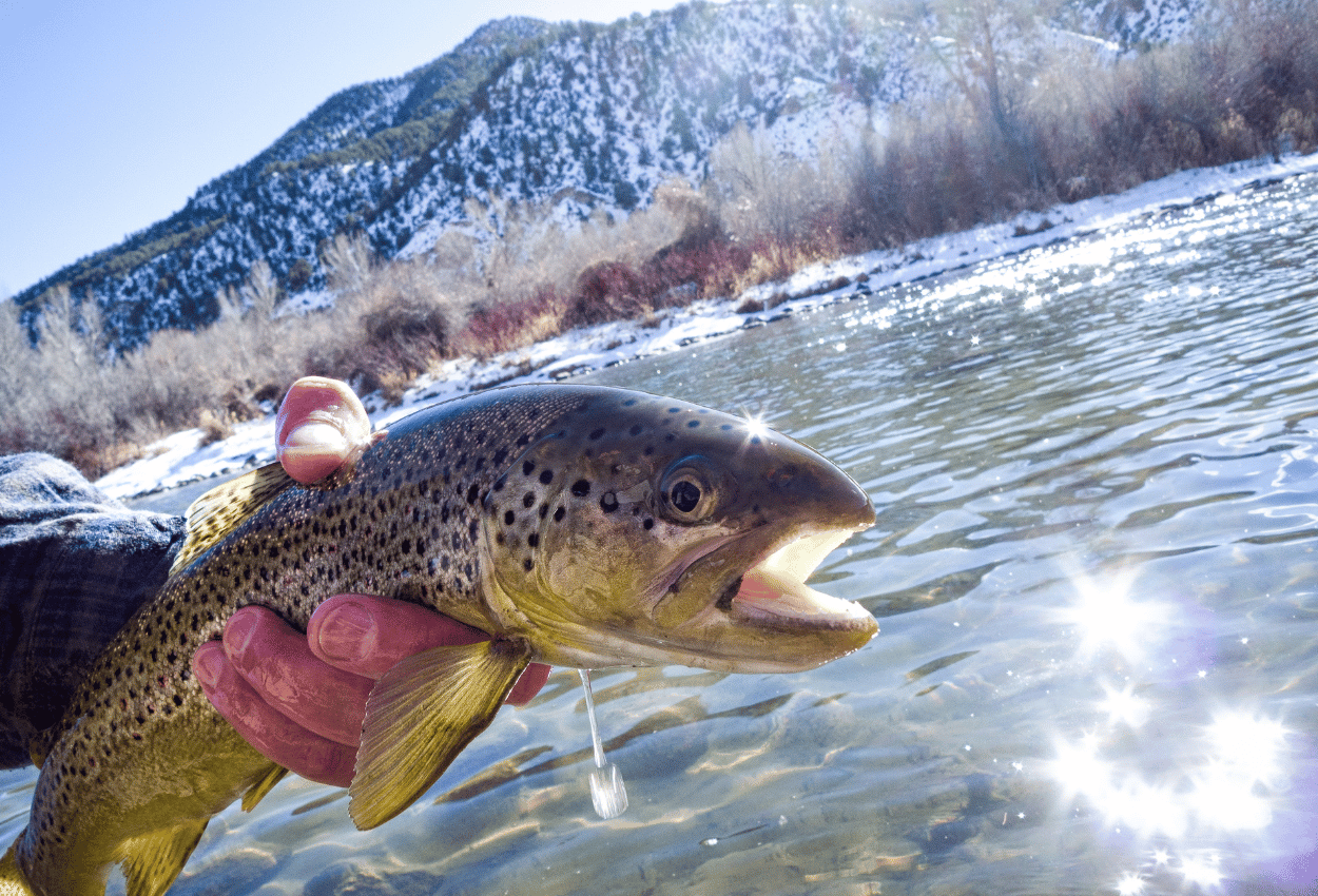 Brown trout being held by fisherman with snowy mountain behind.